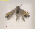  ( - RMNH.INS.25625)  @11 [ ] CreativeCommons  Attribution (by) (2025) Erik J. van Nieukerken-Naturalis Naturalis Biodiversity Center