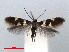  ( - RMNH.INS.24370)  @14 [ ] CreativeCommons - Attribution Non-Commercial Share-Alike (2013) Erik J. van Nieukerken Naturalis, Biodiversity Center