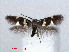  (Antispila Vitis2USA - RMNH.INS.24374)  @13 [ ] CreativeCommons - Attribution Non-Commercial Share-Alike (2013) Erik J. van Nieukerken Naturalis, Biodiversity Center