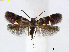  (Antispila purplella - RMNH.INS.24529)  @14 [ ] CreativeCommons - Attribution Non-Commercial Share-Alike (2015) Unspecified Naturalis Biodiversity Centre