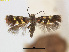  (Antispila uenoi - RMNH.INS.24531)  @11 [ ] CreativeCommons - Attribution Non-Commercial Share-Alike (2015) Unspecified Naturalis Biodiversity Centre