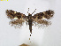  (Antispila cleyerella - RMNH.INS.24532)  @14 [ ] CreativeCommons - Attribution Non-Commercial Share-Alike (2015) Unspecified Naturalis Biodiversity Centre
