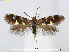  (Antispila corniella - RMNH.INS.24535)  @14 [ ] CreativeCommons - Attribution Non-Commercial Share-Alike (2015) Unspecified Naturalis Biodiversity Centre