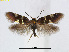  (Antispila hikosana - RMNH.INS.24540)  @14 [ ] CreativeCommons - Attribution Non-Commercial Share-Alike (2015) Unspecified Naturalis Biodiversity Centre