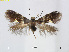  (Antispila hydrangifoliella - RMNH.INS.24543)  @11 [ ] CreativeCommons - Attribution Non-Commercial Share-Alike (2015) Unspecified Naturalis Biodiversity Centre