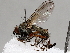  ( - BIOUG70332-C02)  @11 [ ] CreativeCommons - Attribution (2021) CBG Photography Group Centre for Biodiversity Genomics
