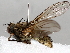  ( - BIOUG70332-F03)  @11 [ ] CreativeCommons - Attribution (2021) CBG Photography Group Centre for Biodiversity Genomics