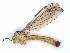  ( - BIOUG70332-H05)  @11 [ ] CreativeCommons - Attribution (2021) CBG Photography Group Centre for Biodiversity Genomics