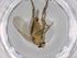  (Spiniphora dorsalis - BIOUG70690-E02)  @11 [ ] CreativeCommons - Attribution (2021) Centre for Biodiversity Genomics Centre for Biodiversity Genomics