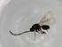  (Kleidotoma striaticollis - BIOUG71307-A10)  @14 [ ] CreativeCommons - Attribution (2021) Centre for Biodiversity Genomics Centre for Biodiversity Genomics