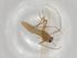  (Pseudorthocladius pilosipennis - BIOUG72103-C09)  @11 [ ] CreativeCommons - Attribution (2021) Centre for Biodiversity Genomics Centre for Biodiversity Genomics