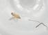  (Peromyia diadema - BIOUG72180-F12)  @11 [ ] CreativeCommons - Attribution (2021) Centre for Biodiversity Genomics Centre for Biodiversity Genomics