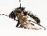  ( - BIOUG72933-A05)  @11 [ ] CreativeCommons - Attribution (2021) CBG Photography Group Centre for Biodiversity Genomics