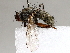  ( - BIOUG72933-B01)  @11 [ ] CreativeCommons - Attribution (2021) CBG Photography Group Centre for Biodiversity Genomics