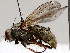  ( - BIOUG72933-B03)  @11 [ ] CreativeCommons - Attribution (2021) CBG Photography Group Centre for Biodiversity Genomics