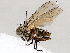  ( - BIOUG72933-C06)  @11 [ ] CreativeCommons - Attribution (2021) CBG Photography Group Centre for Biodiversity Genomics