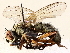  ( - BIOUG72933-C12)  @11 [ ] CreativeCommons - Attribution (2021) CBG Photography Group Centre for Biodiversity Genomics