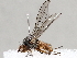  ( - BIOUG72933-D04)  @11 [ ] CreativeCommons - Attribution (2021) CBG Photography Group Centre for Biodiversity Genomics