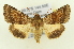  (Australothis - ww06417)  @15 [ ] CreativeCommons - Attribution Non-Commercial (2015) Andrew Mitchell Australian Museum