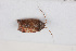  (Neisopsallus vinaceus - NHMUK014666320)  @11 [ ] CreativeCommons  Attribution (by)  Trustees of the Natural History Museum, London Natural History Museum, London