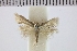  (Prophylactis argochalca - NMHUK013697112)  @11 [ ] Copyright (2025) The Naturtal History Museum, London The Naturtal History Museum, London, UK