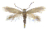  (Prophylactis crassifoliallax - MMP004318)  @11 [ ] Copyright (2025) Australian National Insect Collection, CSIRO Australian National Insect Collection, CSIRO, Australia