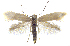  (Prophylactis clavatallax - MMP005381)  @11 [ ] Copyright (2025) Australian National Insect Collection, CSIRO Australian National Insect Collection, CSIRO, Australia