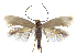  ( - MMP005382)  @11 [ ] Copyright (2025) Australian National Insect Collection, CSIRO Australian National Insect Collection, CSIRO, Australia
