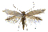  (Prophylactis - MMP005387)  @11 [ ] Copyright (2025) Australian National Insect Collection, CSIRO Australian National Insect Collection, CSIRO, Australia