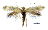  (Prophylactis tetrandrallax - MMP005392)  @11 [ ] Copyright (2025) Australian National Insect Collection, CSIRO Australian National Insect Collection, CSIRO, Australia