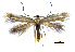  ( - MMP005393)  @11 [ ] Copyright (2025) Australian National Insect Collection, CSIRO Australian National Insect Collection, CSIRO, Australia