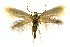  (Prophylactis purdieanallax - MMP005394)  @11 [ ] Copyright (2025) Australian National Insect Collection, CSIRO Australian National Insect Collection, CSIRO, Australia