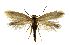  ( - MMP005398)  @11 [ ] Copyright (2025) Australian National Insect Collection, CSIRO Australian National Insect Collection, CSIRO, Australia