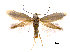  ( - MMP005399)  @11 [ ] Copyright (2025) Australian National Insect Collection, CSIRO Australian National Insect Collection, CSIRO, Australia