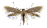  (Prophylactis crenulatallax - MMP005402)  @11 [ ] Copyright (2025) Australian National Insect Collection, CSIRO Australian National Insect Collection, CSIRO, Australia