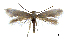  ( - MMP005403)  @11 [ ] Copyright (2025) Australian National Insect Collection, CSIRO Australian National Insect Collection, CSIRO, Australia