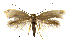  ( - MMP005405)  @11 [ ] Copyright (2025) Australian National Insect Collection, CSIRO Australian National Insect Collection, CSIRO, Australia