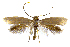  ( - MMP005408)  @11 [ ] Copyright (2025) Australian National Insect Collection, CSIRO Australian National Insect Collection, CSIRO, Australia