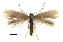 (Prophylactis megastigmallax - MMP005413)  @11 [ ] Copyright (2025) Australian National Insect Collection, CSIRO Australian National Insect Collection, CSIRO, Australia