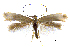 ( - MMP005414)  @11 [ ] Copyright (2025) Australian National Insect Collection, CSIRO Australian National Insect Collection, CSIRO, Australia