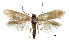  (Prophylactis heterophyllax - MMP005416)  @11 [ ] Copyright (2025) Australian National Insect Collection, CSIRO Australian National Insect Collection, CSIRO, Australia