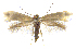  (Prophylactis molloyax - MMP005419)  @11 [ ] Copyright (2025) Australian National Insect Collection, CSIRO Australian National Insect Collection, CSIRO, Australia