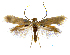  ( - MMP005420)  @11 [ ] Copyright (2025) Australian National Insect Collection, CSIRO Australian National Insect Collection, CSIRO, Australia