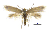  (Prophylactis binbin - MMP005422)  @11 [ ] Copyright (2025) Australian National Insect Collection, CSIRO Australian National Insect Collection, CSIRO, Australia