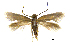  ( - MMP005423)  @11 [ ] Copyright (2025) Australian National Insect Collection, CSIRO Australian National Insect Collection, CSIRO, Australia