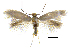  ( - MMP005424)  @11 [ ] Copyright (2025) Australian National Insect Collection, CSIRO Australian National Insect Collection, CSIRO, Australia