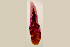  ( - MXHEL010)  @11 [ ] Copyright  Virginia Leon Unspecified
