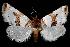  ( - USNM ENT 00144376)  @12 [ ] No Rights Reserved  Unspecified Unspecified
