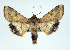  (Helicoverpa zea - USNM ENT 00147010)  @15 [ ] No Rights Reserved  Unspecified Unspecified
