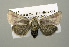  ( - USNM ENT 00148016.1)  @13 [ ] No Rights Reserved  Unspecified Unspecified